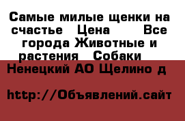 Самые милые щенки на счастье › Цена ­ 1 - Все города Животные и растения » Собаки   . Ненецкий АО,Щелино д.